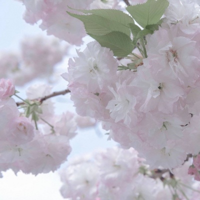 兽设拟人化设计技巧福瑞群